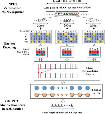 DeepOMe: A Web Server for the Prediction of 2′-O-Me Sites Based on the Hybrid CNN and BLSTM Architecture